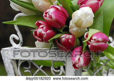 Stock Image - Ostrich tulips, tulip bouquet ( Tulipa spec. ). Fotosearch