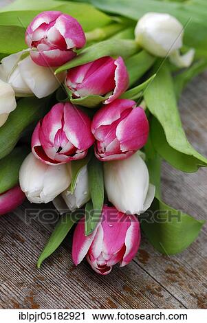 Stock Image - Ostrich tulips, tulip bouquet ( Tulipa spec. ). Fotosearch