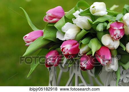Stock Photo - Ostrich tulips, tulip bouquet ( Tulipa spec. ). Fotosearch