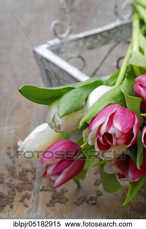 Ostrich tulips, tulip bouquet ( Tulipa spec. ) View Large Photo Image Stock Photography - Ostrich tulips, tulip bouquet ( Tulipa spec. ). Fotosearch