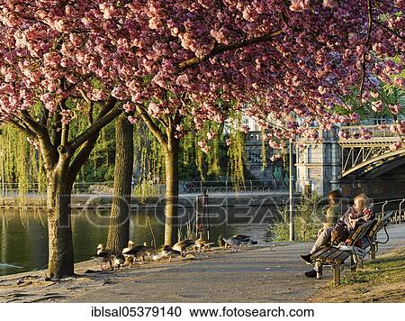 Stock Image - Outer Alster Lake and Schwanenwik banks in Uhlenhorst, spring, Hamburg, Germany, Europe. Fotosearch