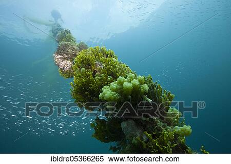 Overgrown anchor chain on Mbike wreck, Florida Islands, Solomon Islands, Oceania View Large Photo Image Stock Photography - Overgrown anchor chain on Mbike wreck, Florida Islands, Solomon Islands, Oceania. Fotosearch