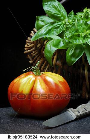 Ox heart, ox heart (Solanum lycopersicum), Cuore di bue, meat, meatTomato, basil View Large Photo Image Picture - Ox heart, ox heart (Solanum lycopersicum), Cuore di bue, meat, meatTomato, basil. Fotosearch