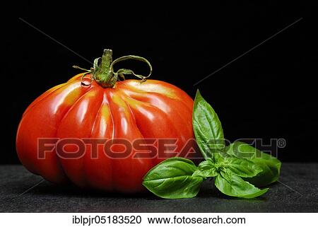 Stock Image - Ox heart, ox heart (Solanum lycopersicum), Cuore di bue, meat, meatTomato, basil. Fotosearch