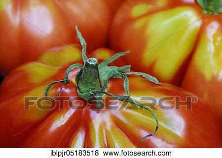 Ox heart, ox heart (Solanum lycopersicum), Cuore di bue, meatTomato, meat View Large Photo Image Stock Photo - Ox heart, ox heart (Solanum lycopersicum), Cuore di bue, meatTomato, meat. Fotosearch