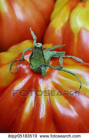 Ox heart, ox heart (Solanum lycopersicum), Cuore di bue, meatTomato, meat View Large Photo Image Stock Photo - Ox heart, ox heart (Solanum lycopersicum), Cuore di bue, meatTomato, meat. Fotosearch