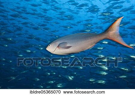 Pacific creolefish (Paranthias colonus), Socorro, Revillagigedo Islands, Mexico, Central America View Large Photo Image Stock Image - Pacific creolefish (Paranthias colonus), Socorro, Revillagigedo Islands, Mexico, Central America. Fotosearch