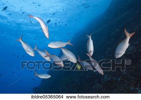 Pacific creolefishes (Paranthias colonus), Socorro, Revillagigedo Islands, Mexico, Central America View Large Photo Image Picture - Pacific creolefishes (Paranthias colonus), Socorro, Revillagigedo Islands, Mexico, Central America. Fotosearch