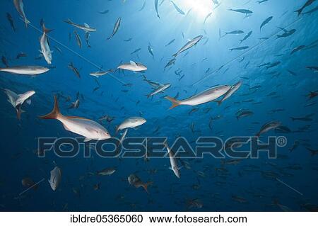 Pacific creolefishes (Paranthias colonus), Socorro, Revillagigedo Islands, Mexico, Central America View Large Photo Image Stock Image - Pacific creolefishes (Paranthias colonus), Socorro, Revillagigedo Islands, Mexico, Central America. Fotosearch