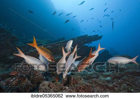 Pacific creolefishes (Paranthias colonus), Socorro, Revillagigedo Islands, Mexico, Central America View Large Photo Image Stock Image - Pacific creolefishes (Paranthias colonus), Socorro, Revillagigedo Islands, Mexico, Central America. Fotosearch