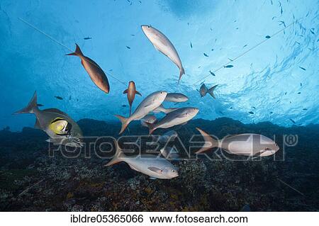 Stock Photograph - Pacific creolefishes (Paranthias colonus), Socorro, Revillagigedo Islands, Mexico, Central America. Fotosearch