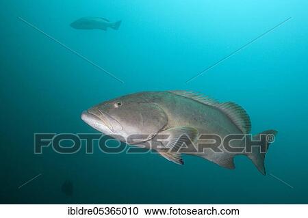 Pacific Goliath Grouper (Epinephelus quinquefasciatus), Mexico, Central America View Large Photo Image Stock Image - Pacific Goliath Grouper (Epinephelus quinquefasciatus), Mexico, Central America. Fotosearch