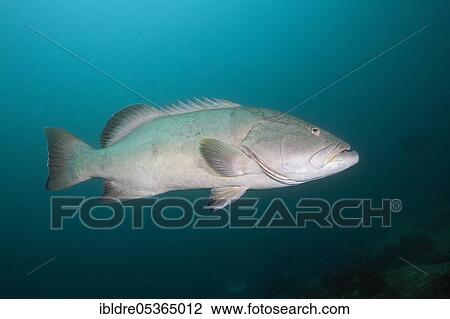Stock Image - Pacific Goliath Grouper (Epinephelus quinquefasciatus), Mexico, Central America. Fotosearch