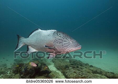 Pacific Goliath Grouper (Epinephelus quinquefasciatus), Cabo Pulmo Marine National Park, Baja California Sur, Mexico, Central America View Large Photo Image Stock Photograph - Pacific Goliath Grouper (Epinephelus quinquefasciatus), Cabo Pulmo Marine National Park, Baja California Sur, Mexico, Central America. Fotosearch