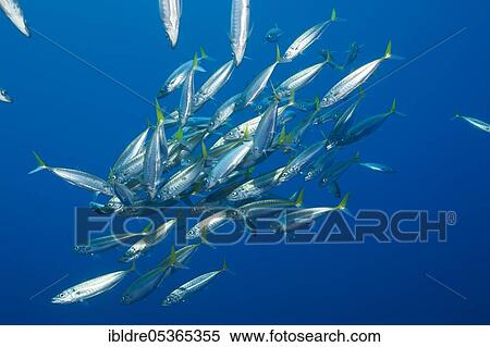 Pacific spiny dogfish, Trachurus symmetricus, Guadalupe Island, Mexico, Central America View Large Photo Image Stock Photography - Pacific spiny dogfish, Trachurus symmetricus, Guadalupe Island, Mexico, Central America. Fotosearch