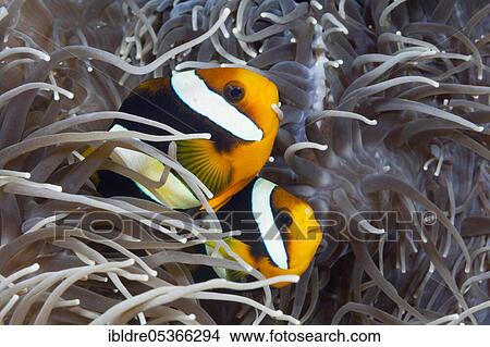 Pair of Clark's anemonefish (Amphiprion clarkii), Florida Islands, Solomon Islands, Oceania View Large Photo Image Picture - Pair of Clark's anemonefish (Amphiprion clarkii), Florida Islands, Solomon Islands, Oceania. Fotosearch