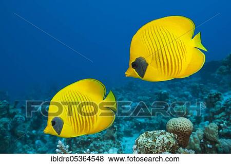Stock Photo - Pair of masked butterflyfish (Chaetodon semilarvatus), St. Johns, Red Sea, Egypt, Africa. Fotosearch