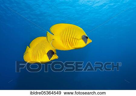 Pair of masked butterflyfish (Chaetodon semilarvatus), St. Johns, Red Sea, Egypt, Africa View Large Photo Image Stock Photo - Pair of masked butterflyfish (Chaetodon semilarvatus), St. Johns, Red Sea, Egypt, Africa. Fotosearch