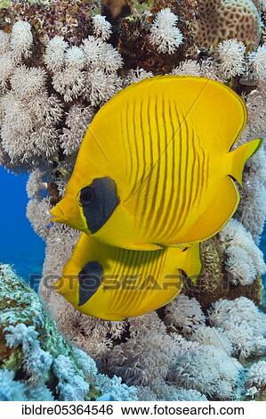 Pair of masked butterflyfish (Chaetodon semilarvatus), St. Johns, Red Sea, Egypt, Africa View Large Photo Image Stock Photograph - Pair of masked butterflyfish (Chaetodon semilarvatus), St. Johns, Red Sea, Egypt, Africa. Fotosearch