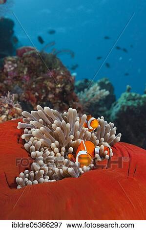 Pair of orange-ringed anemonefish (Amphiprion ocellaris), Florida Islands, Solomon Islands, Oceania View Large Photo Image Stock Photo - Pair of orange-ringed anemonefish (Amphiprion ocellaris), Florida Islands, Solomon Islands, Oceania. Fotosearch