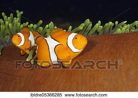 Stock Photography - Pair of orange-ringed anemonefish (Amphiprion ocellaris), Florida Islands, Solomon Islands, Oceania. Fotosearch