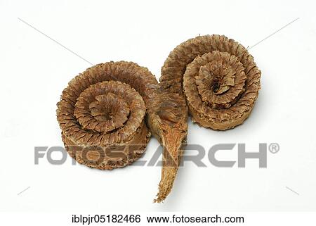 Palmyra palm (Borassus flabellifer) rolled-up, split and dried fruit, borassus palm, palm ring View Large Photo Image Stock Photograph - Palmyra palm (Borassus flabellifer) rolled-up, split and dried fruit, borassus palm, palm ring. Fotosearch