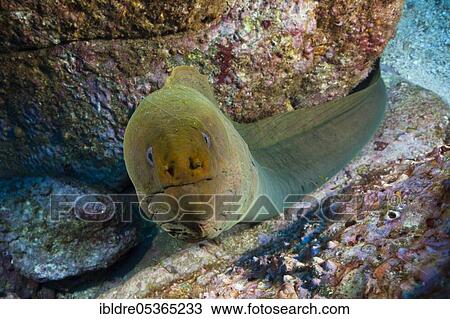 Stock Image - Panamic Green Moray Eel (Gymnothorax castaneus), Socorro, Revillagigedo Islands, Mexico, Central America. Fotosearch
