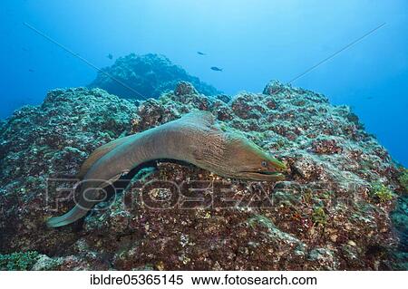 Stock Photography - Panamic Green Moray Eel (Gymnothorax castaneus), San Benedicto, Revillagigedo Islands, Mexico, Central America. Fotosearch