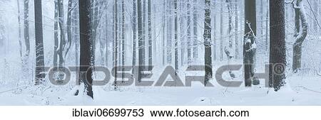 Panorama, forest in winter with snow, hoarfrost and fog, Großer Waldstein, Fichtelgebirge, Upper Franconia, Franconia, Bavaria, Germany, Europe View Large Photo Image Stock Image - Panorama, forest in winter with snow, hoarfrost and fog, Großer Waldstein, Fichtelgebirge, Upper Franconia, Franconia, Bavaria, Germany, Europe. Fotosearch
