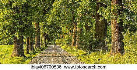 Panorama oak avenue in the evening light, Reinhardswald, Hesse, Germany, Europe View Large Photo Image Stock Photograph - Panorama oak avenue in the evening light, Reinhardswald, Hesse, Germany, Europe. Fotosearch