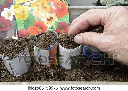 Paper pot, paper pot View Large Photo Image Stock Photography - Paper pot, paper pot. Fotosearch