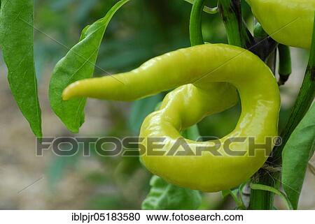 Paprika, Austrian variety Mild spiral, pepperoni View Large Photo Image Stock Image - Paprika, Austrian variety Mild spiral, pepperoni. Fotosearch