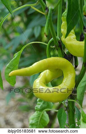 Stock Image - Paprika, Austrian variety Mild spiral, pepperoni. Fotosearch