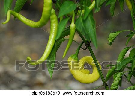 Paprika, Austrian variety Mild spiral, pepperoni View Large Photo Image Stock Photo - Paprika, Austrian variety Mild spiral, pepperoni. Fotosearch