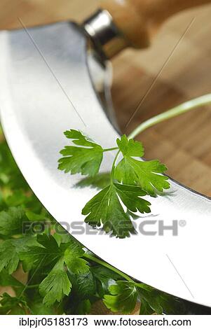 Parsley (Petroselinum crispum) on cradle knife, smooth, kitchen herbs, knife View Large Photo Image Stock Image - Parsley (Petroselinum crispum) on cradle knife, smooth, kitchen herbs, knife. Fotosearch