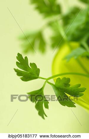 Parsley (Petroselinum crispum) smooth herbs View Large Photo Image Stock Photo - Parsley (Petroselinum crispum) smooth herbs. Fotosearch