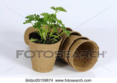Parsley (Petroselinum crispum), spring pot, spring pots, cultivation View Large Photo Image Picture - Parsley (Petroselinum crispum), spring pot, spring pots, cultivation. Fotosearch
