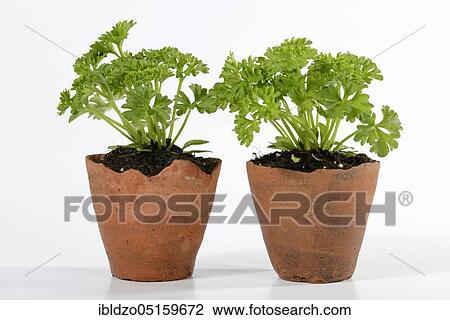 Stock Image - Parsley (Petroselinum crispum). Fotosearch