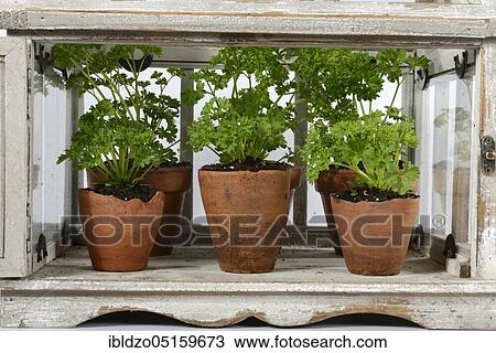 Parsley (Petroselinum crispum) View Large Photo Image Stock Image - Parsley (Petroselinum crispum). Fotosearch