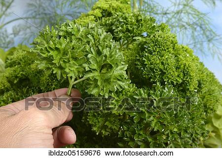 Parsley (Petroselinum crispum) View Large Photo Image Stock Photograph - Parsley (Petroselinum crispum). Fotosearch