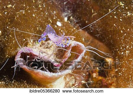 Stock Image - Partner shrimp on cylinder rose, Periclimenes tosaensis, Florida Islands, Solomon Islands, Oceania. Fotosearch