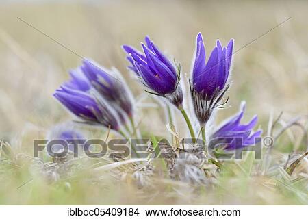 Picture - Pasque flowers (Pulsatilla vulgaris), NSG Dohrenberg, Lower Saxony, Germany, Europe. Fotosearch