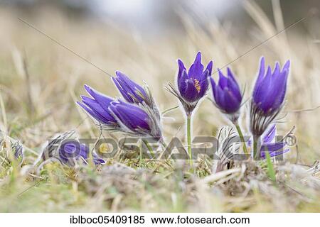 Pasque flowers (Pulsatilla vulgaris), NSG Dohrenberg, Lower Saxony, Germany, Europe View Large Photo Image Stock Photography - Pasque flowers (Pulsatilla vulgaris), NSG Dohrenberg, Lower Saxony, Germany, Europe. Fotosearch