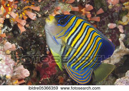 Peacock-eyed angelfish (Pygoplites diacanthus), Marovo Lagoon, Solomon Islands, Oceania View Large Photo Image Stock Photo - Peacock-eyed angelfish (Pygoplites diacanthus), Marovo Lagoon, Solomon Islands, Oceania. Fotosearch
