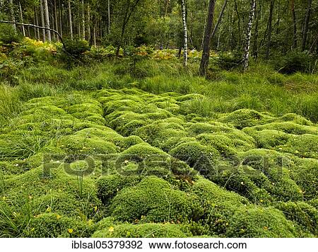 Peat moss (Polytrichum), Germany, Europe View Large Photo Image Stock Image - Peat moss (Polytrichum), Germany, Europe. Fotosearch