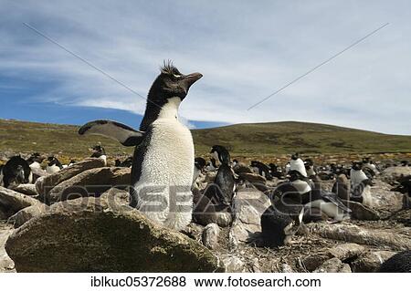 Pebble Island, Rockhopper penguins (Eudyptes chrysocome) Falkland Islands, Great Britain View Large Photo Image Stock Photo - Pebble Island, Rockhopper penguins (Eudyptes chrysocome) Falkland Islands, Great Britain. Fotosearch