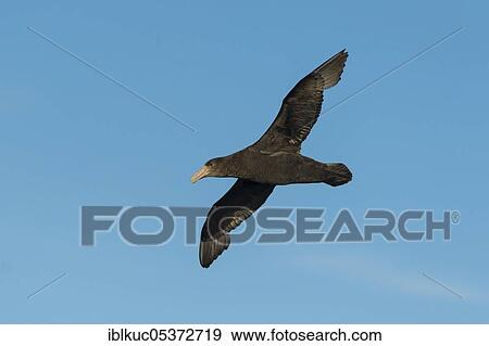 Pebble Island, Southern giant petrel (Macronectes giganteus), Falkland Islands, Great Britain, South America View Large Photo Image Stock Photo - Pebble Island, Southern giant petrel (Macronectes giganteus), Falkland Islands, Great Britain, South America. Fotosearch