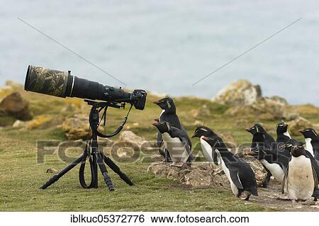 Pebble Island, Southern Rockhopper Penguins (Eudyptes chrysocome) behind camera with telephoto lens, Falkland Islands, Great Britain, South America View Large Photo Image Stock Photograph - Pebble Island, Southern Rockhopper Penguins (Eudyptes chrysocome) behind camera with telephoto lens, Falkland Islands, Great Britain, South America. Fotosearch