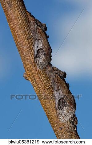 Stock Photo - Pebble Prominent Moth (Notodonta ziczac). Fotosearch