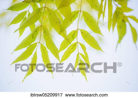 Pecantree (Carya illinoinensis), in autumn View Large Photo Image Stock Photo - Pecantree (Carya illinoinensis), in autumn. Fotosearch